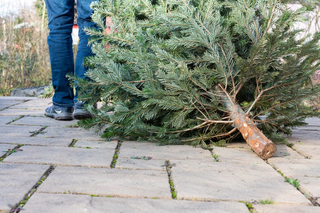 a man hauling a christmas tree for recycling