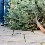 hauling a christmas tree for recycling