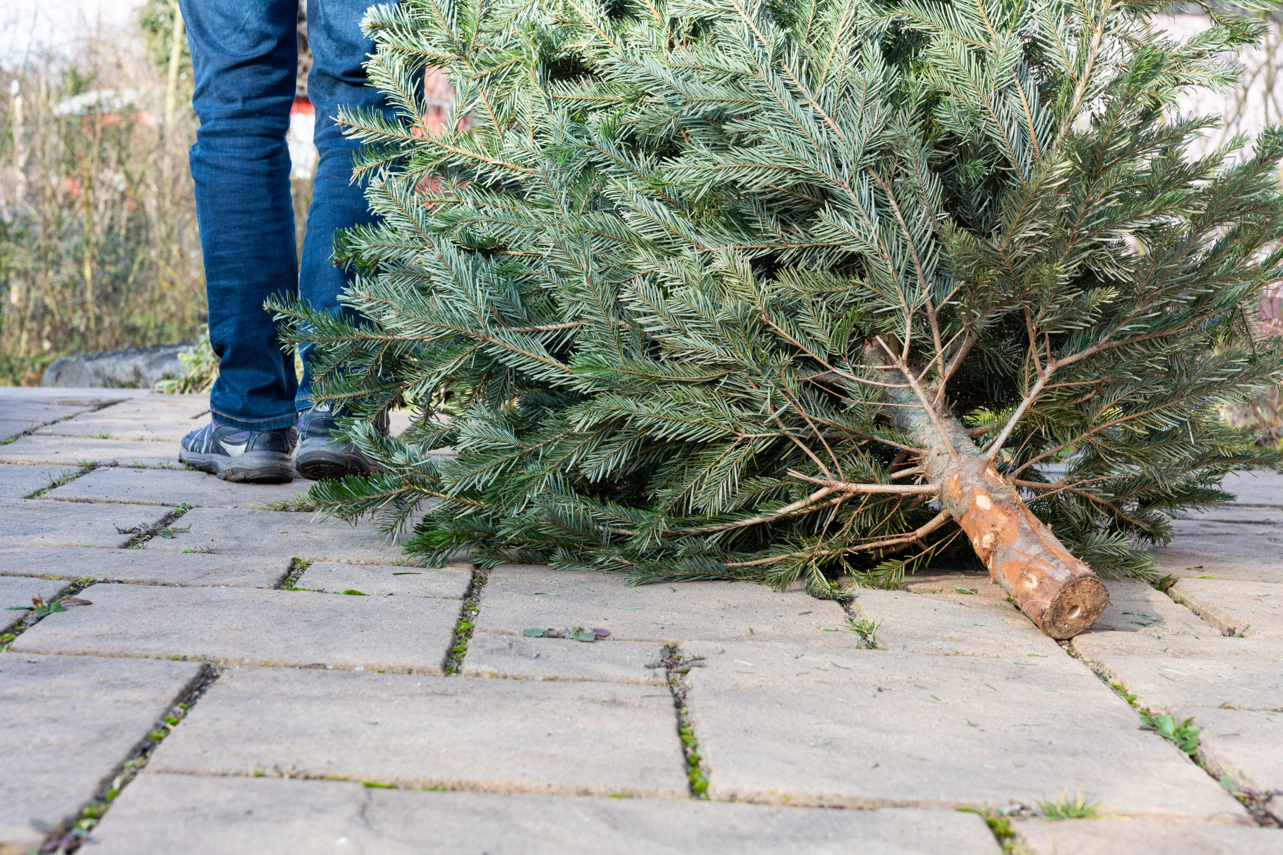 Christmas Tree Recycling 2022-23 : CVWMA
